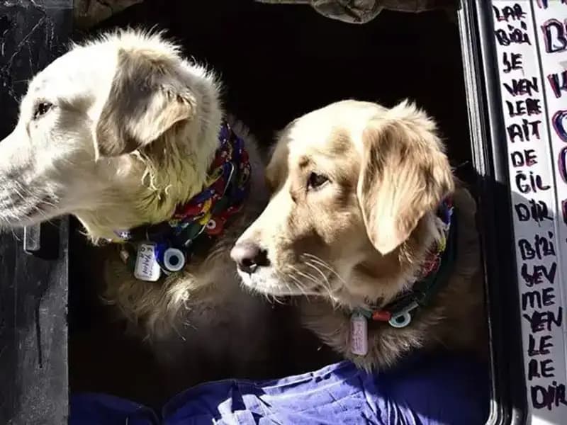 Evcil Hayvan Sahiplerine Büyük Müjde: Son Tarih 2025'e Uzatıldı!