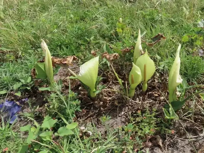 Dünyada 30, Türkiye’de 13 türü bulunan tirşik türleri tehlike altında!