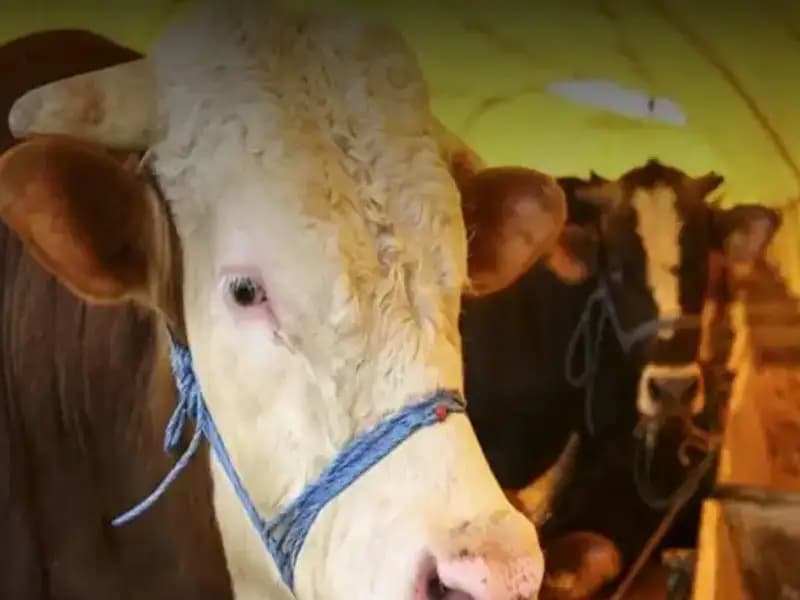 Akika Kurbanı Nedir? Detaylı Bilgiler ve Kesim Zamanı