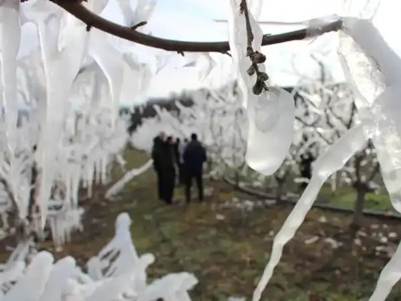Soğuk Hava, Ağaç Tomurcuklarını Buzla Korudu: Şaşırtıcı Sonuçlar