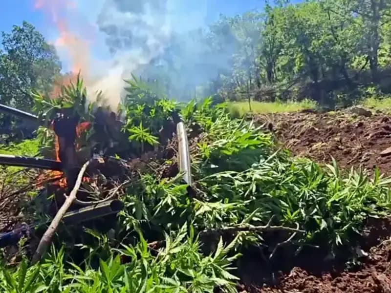 Diyarbakır'da Tarihi Kenevir Ele Geçirildi: 7 Milyon 543 Bin Kök!
