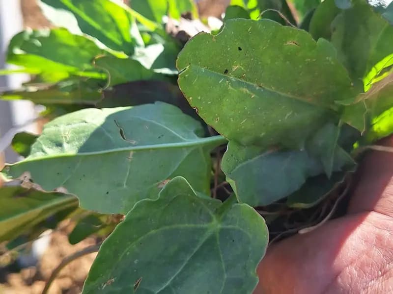 Doğada Kendiliğinden Yetişen Ekşi Kulak Otları Tezgahlarda