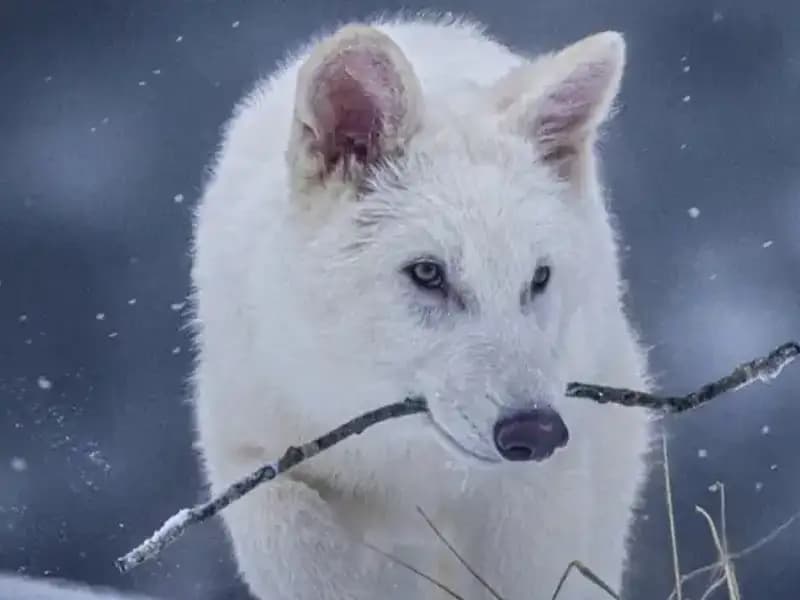 Nesli 10 Bin Yıl Önce Tükenmiş Ulukurtlar Yeniden Canlandırıldı!