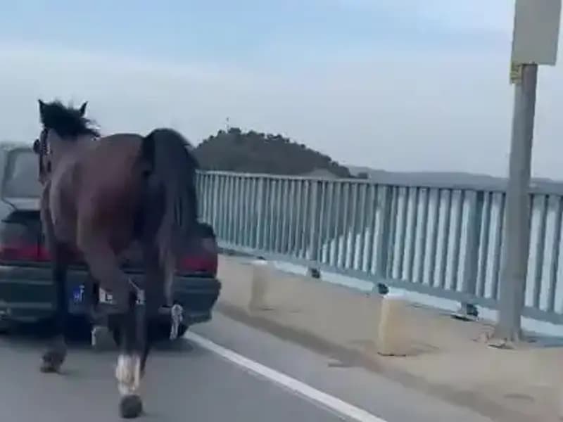 Adana’da Ata Eziyet Edenlere Şok Tutuklama: Hayvan Hakları İçin Mücadele