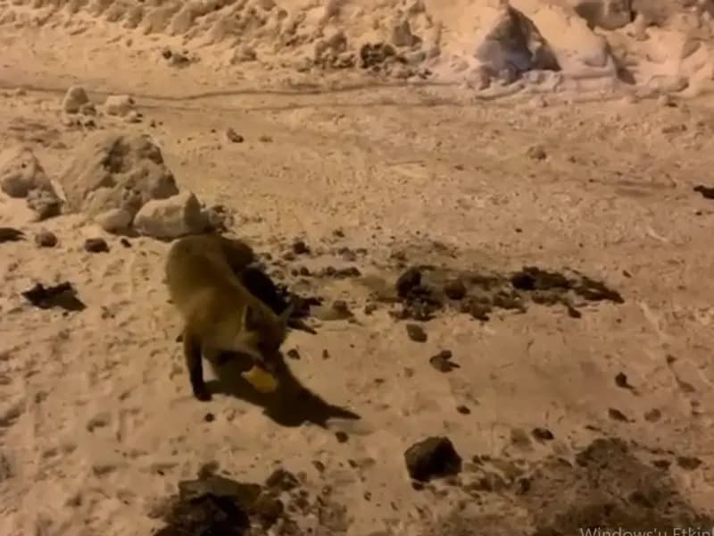 Ardahan'da Aç Kalan Tilkiyi Her Akşam Besleyen Köylü