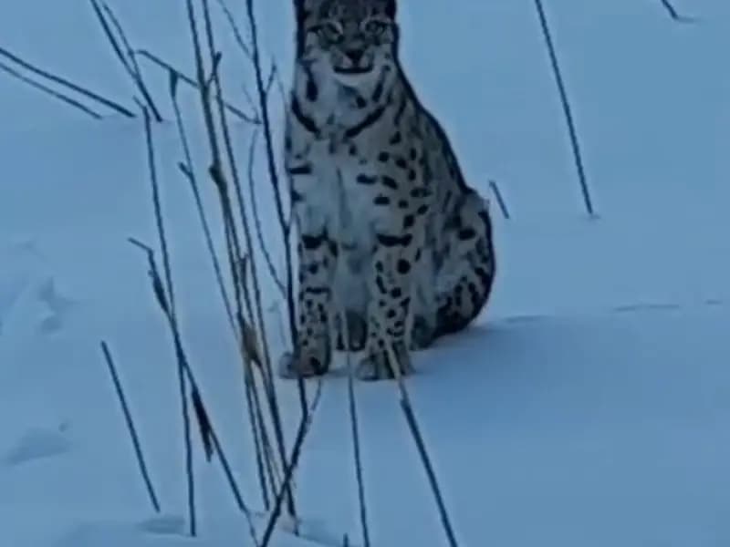 Bayburt'ta Nesli Tehlike Altındaki Vaşak Görüntülendi