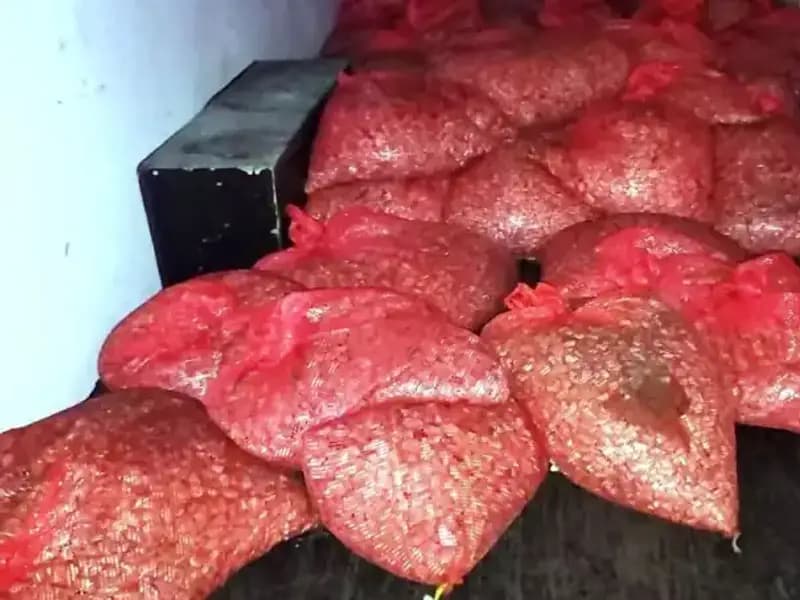 Samsun’da 1,5 Ton Kaçak Midye Operasyonu: Sağlık Tehlikesi