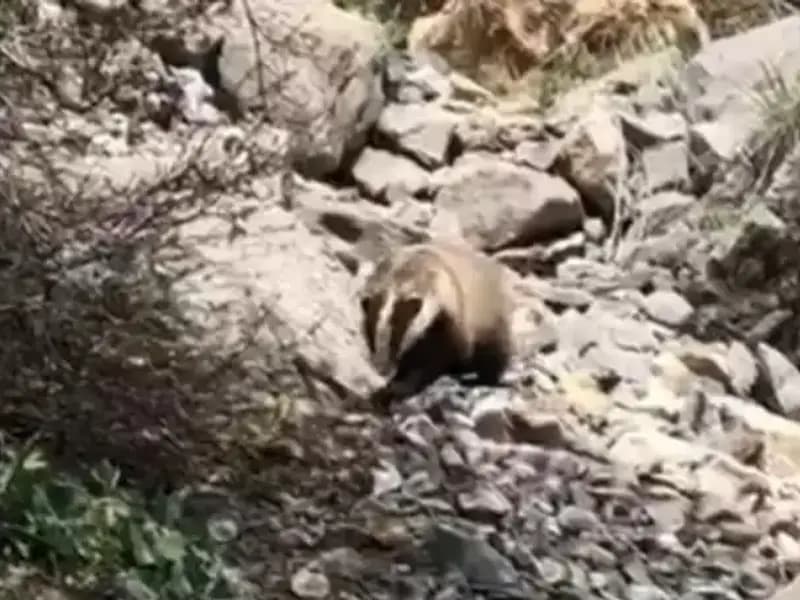 Batman'da Nesli Tükenmekte Olan Türlerin Çarpıcı Görüntüleri Yer Aldı