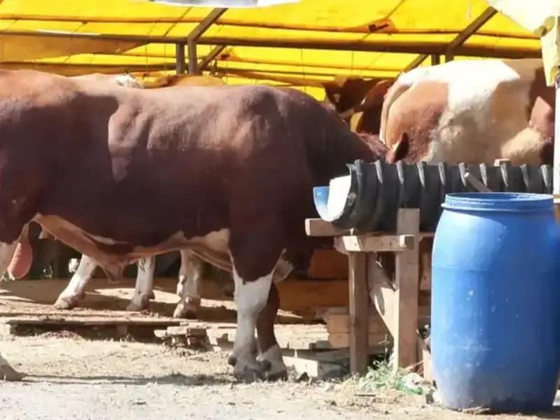 Kurban Pazarlarında Fırsatlar: Alışveriş Zamanı Geldi!