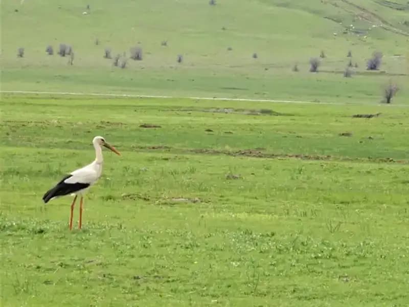 Leyleklerin Uzun Yolculuğu: Muş Ovası’na Dönüşler Başladı