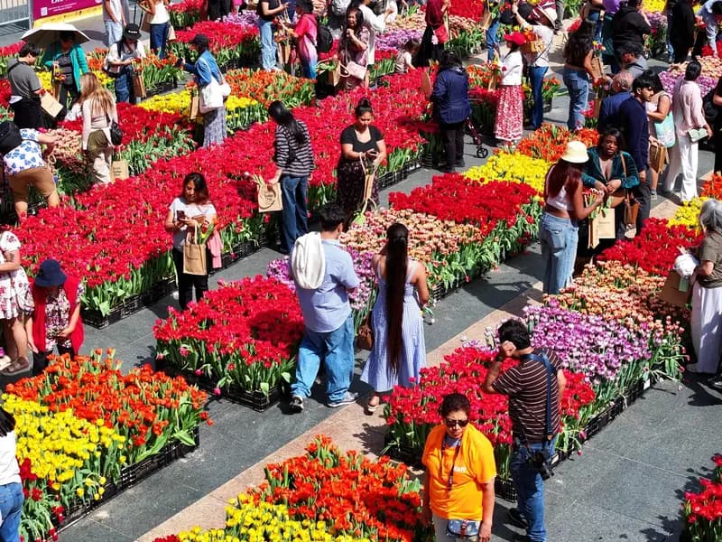 ABD'de Renkli Lale Günü: 80 Bin Çiçek Ücretsiz Dağıtıldı