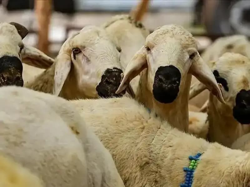 Kurban Bayramı 2023'te Tatil Süresi Ne Kadar Olacak?