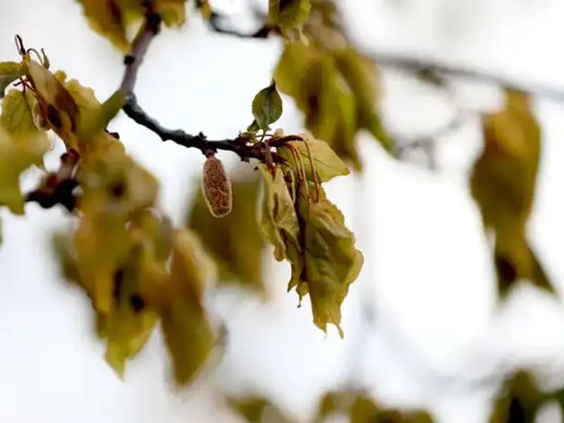 Zirai Don Felaketi İçin Meclis Araştırma Komisyonu Kuruldu: Çiftçilerin Umudu Yeniden Yeşeriyor