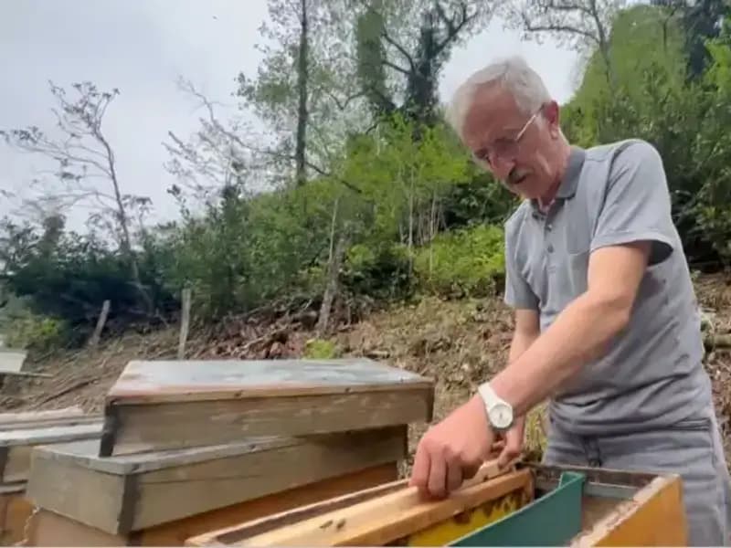 Doğanın Komar'ı: Antibiyotik Etkisiyle Şifa Sunar, Ama Dikkat!