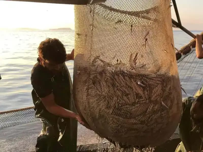 Balıkçılar Paydos Ediyor: İhlal Edenlere Yüksek Ceza Uygulanıyor!