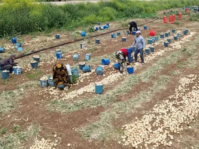 Soğan Hasadı Başladı: Piyasada Fiyat Düşüşü Bekleniyor!