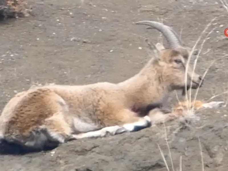 Erzurum'da Kaçak Avcılar Yaban Keçisini Vurdu