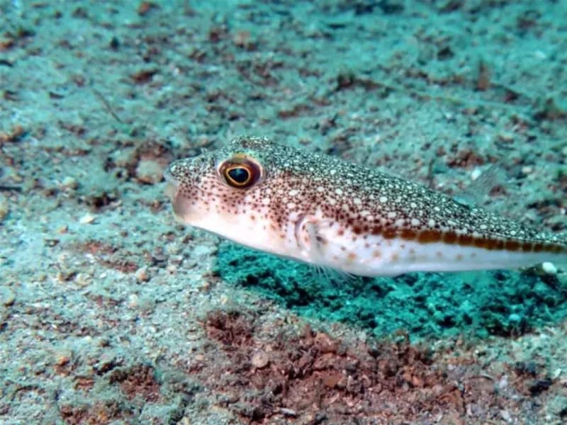 Denizlerdeki Yabancı Türlere Karşı TurIST Programı