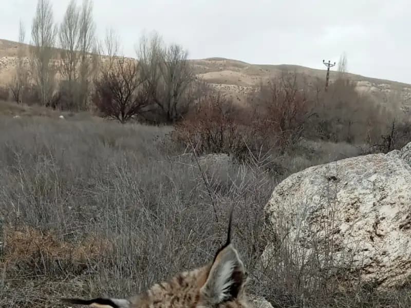 Kayseri'de Nadir Görülen Vaşak Doğada Ölü Bulundu