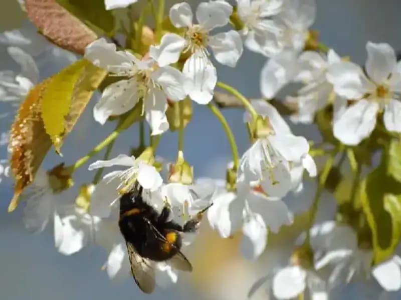 Hıdırellez 2025 Takvimi: Gelenekler ve Kutlama Tarihleri