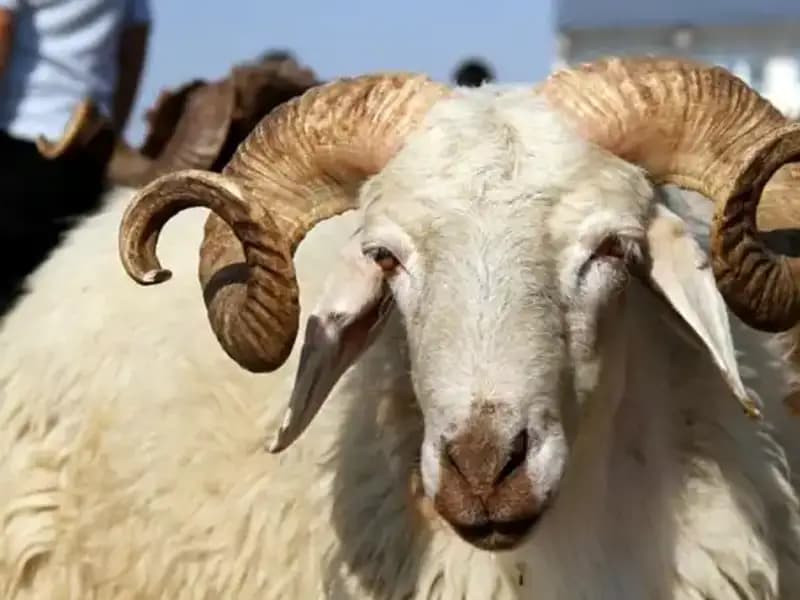 2025 Kurban Bayramı Takvimi: Tarihler ve Dini Önemleri