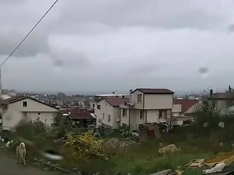 Sahipsiz Köpeklerin Saldırısı: 5 Yaşındaki Çocuk Hayat Mücadelesi Veriyor