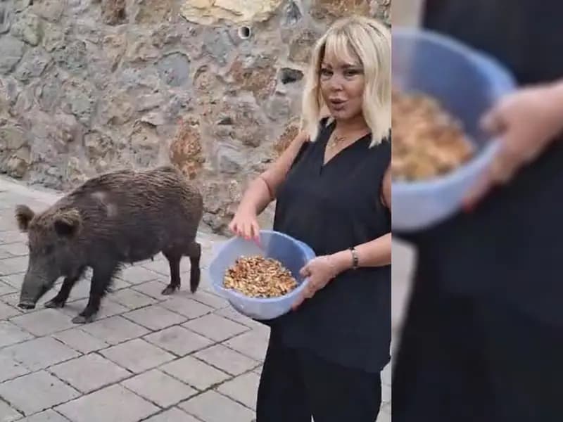 Safiye Soyman'ın Yaban Domuzu ile İlginç Anları Bodrum'da