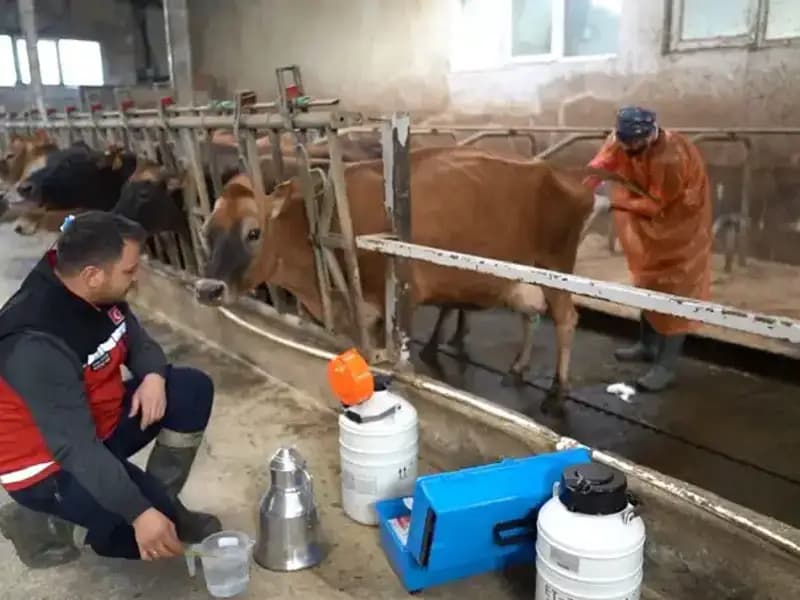 Türkiye'de İlk Kez Uygulanan Jersey Sperması ile Hayvancılıkta Devrim