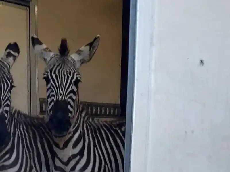 Sınırda Durdurulan Minibüste İnanılmaz Hayvan Yüklü: Zebra ve Maymunlar!