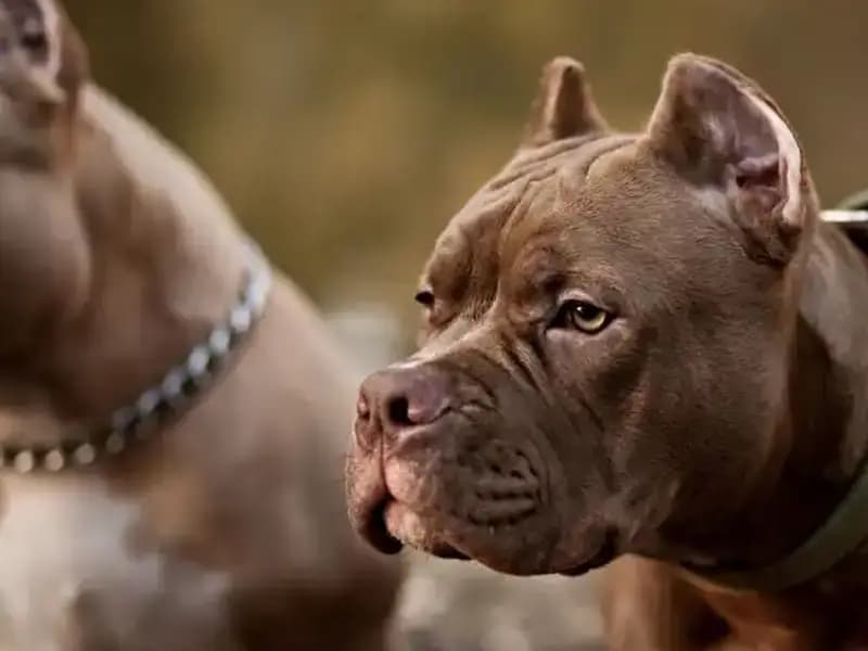 Patisiyle Tetiğe Basan Köpek, Sahibini Vurdu: İnanılmaz Olay!