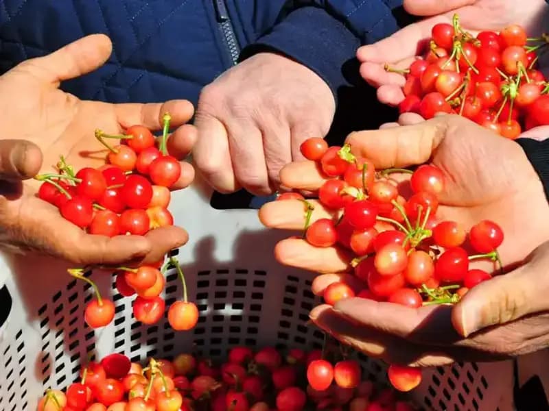İlk Hasat Özenle Toplandı: Kilosu 3500 Liradan Satışa Sunuldu