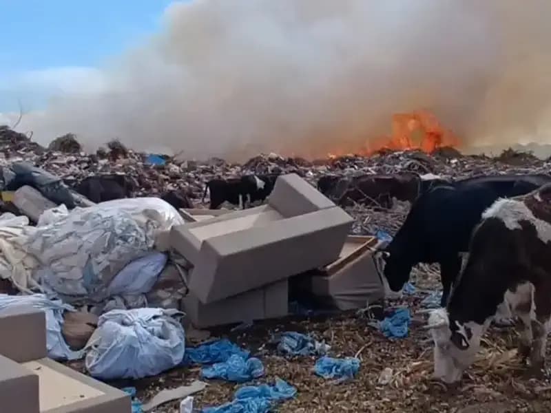 Antalya'da Yangın Felaketi: İnekler ve Çoban Alevlere Meydan Okudu