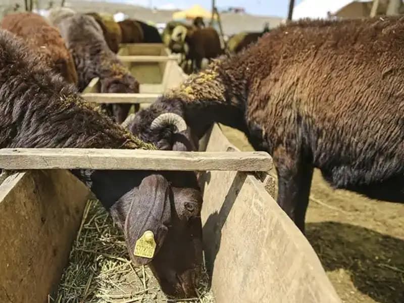 Şap Hastalığı Alarmı: Hayvan Pazarı Kapatıldı, Yeni Önlemler Alındı!