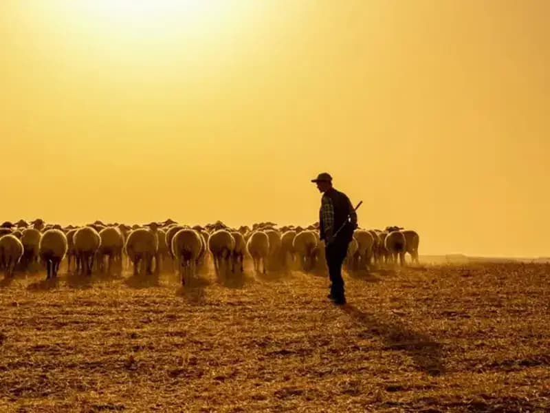 Çoban Sıkıntısı Başgösterdi: 60 Bin TL Maaşla İş Bulunamadı!