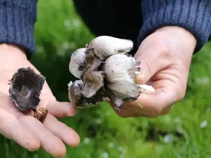 Doğanın Zenginliği: Türkiye'deki 40 Tür Ekim Yüzünden Tehdit Altında