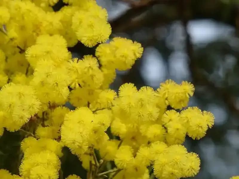 Mimoza Çiçeği: Anlamı, Hikayesi ve Özellikleri ile Büyüleyici Dünyası