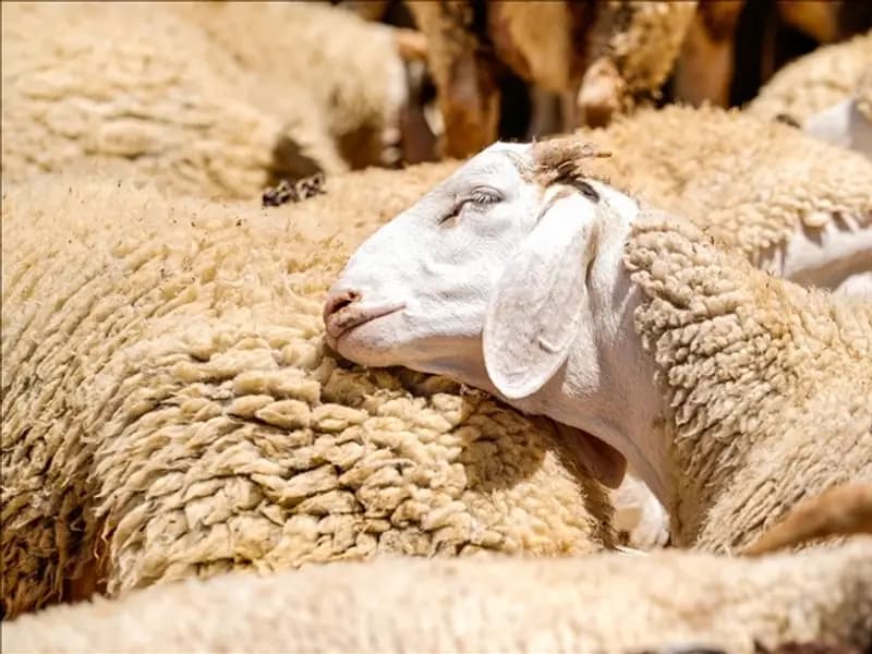 2026 Kurban Bayramı Tarihleri Açıklandı: Tatil Süresi Ne Olacak?