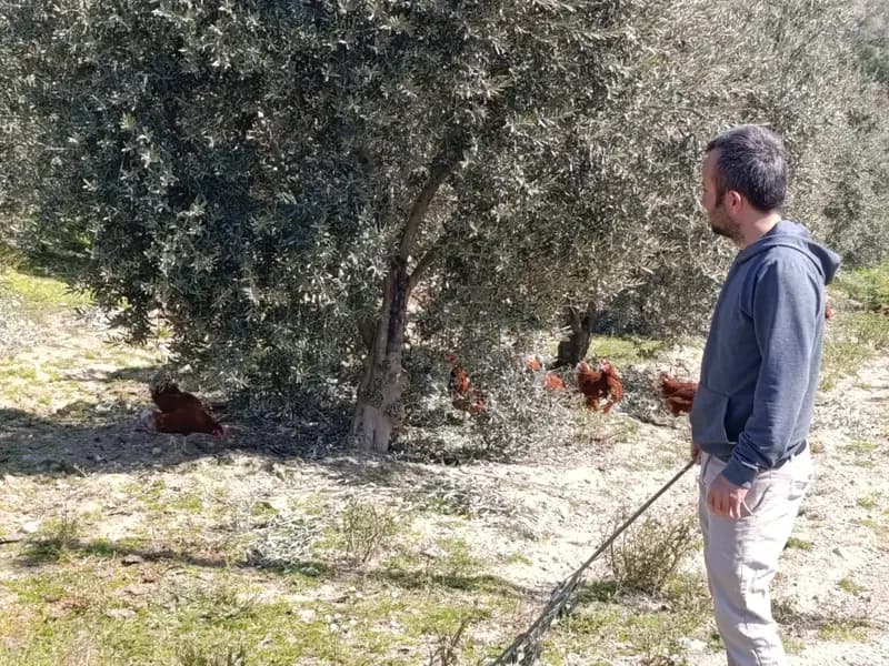 Artan Ev Kiralarıyla Şehirden Kaçan Genç, Köyde Tavuk Çiftliği Kurdu