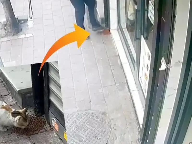 Kedilerin Mamalarını Dağıtıp Kaçan Gizemli Hayvan!