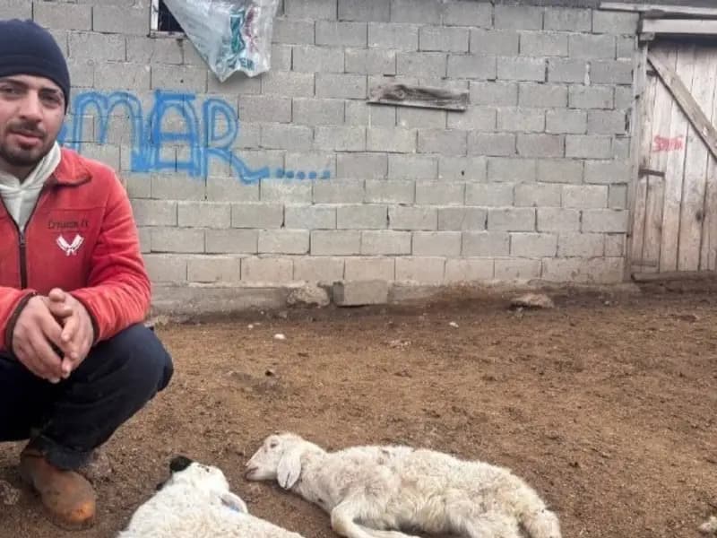 Erzincan'da Yeni Doğan Kuzuların Ani Ölümü Üreticileri Endişelendiriyor