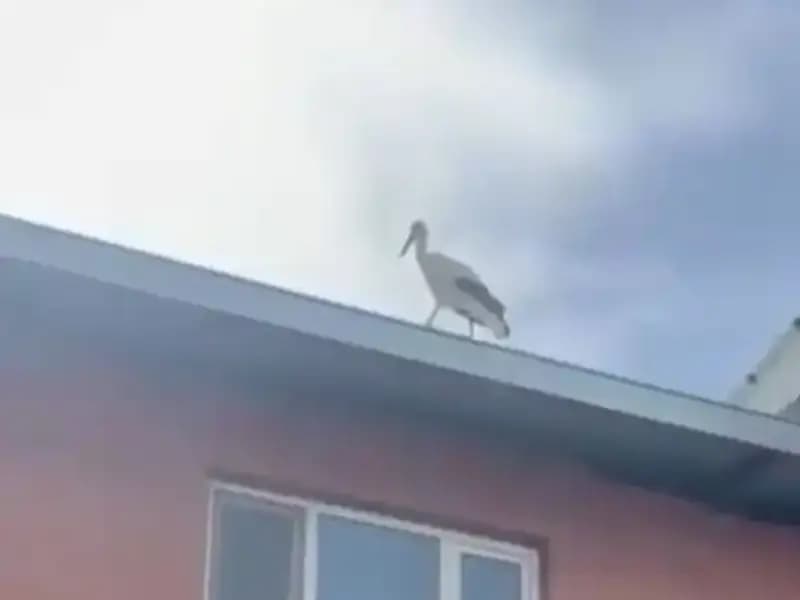 Yusuf Dayının Leyleği Bilal, Bu Yıl da Geri Döndü!