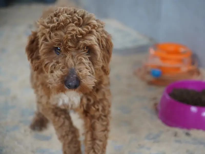 Edirne'de Yasa Dışı Köpek Üretimi Yapan Çiftlik Sahibine Ceza