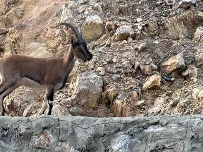 Yaban keçisini avlayan kişiye ağır ceza!