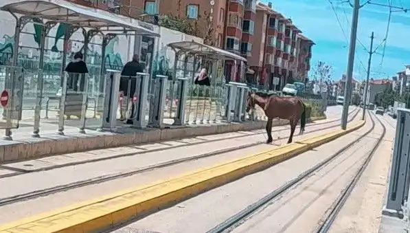Eskişehir'de Tramvay Raylarında Başına Geçen At Olayı Şaşırttı