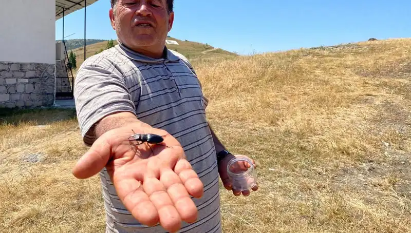 Sivas'ta Eşine Az Rastlanan Böcek: Öldürmenin Cezası 557 Bin TL!