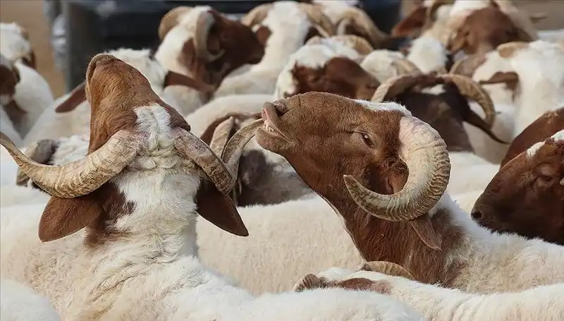 Akika Kurbanı Nedir ve Ne Zaman Kesilir? Merak Edilenler