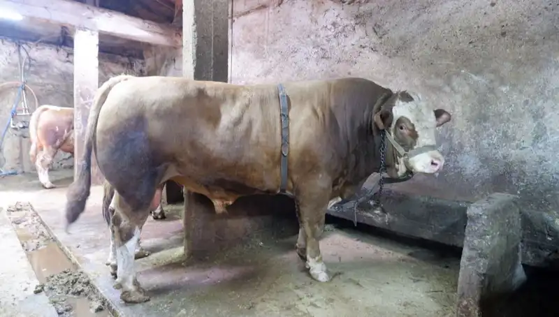 Tam 1 Ton 200 Kilo: Bu Eşsiz Ürün Alıcısını Buldu, Fiyatı Şaşırttı!