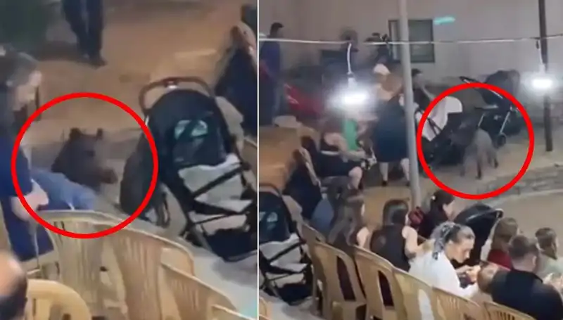 Düğün Coşkusuna Yaban Domuzu Karıştı: Paniğin Ardındaki Hikaye
