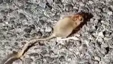 Tunceli Dağlarında Eşsiz Bir An: Arap Tavşanı Görüntülendi!