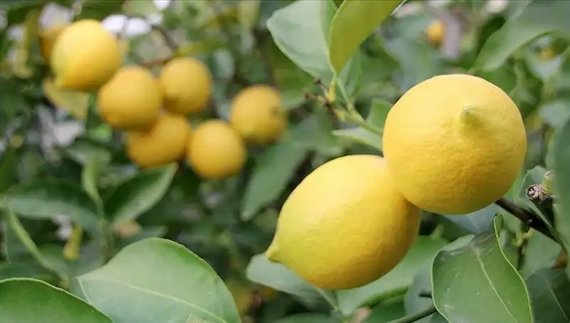 Limon Fiyatları Uçuşa Geçti: Cep Yakacak Fiyatlar!